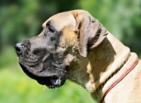 Great Dane Dog 이미지 (105551105) - 게티이미지뱅크 Great Dane Dog