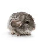 Chinchilla 이미지 (95743221) - 게티이미지뱅크 Chinchilla