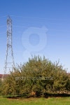 Red Delicious Apple Tree 이미지 (146755888) - 게티이미지뱅크 Red Delicious Apple Tree