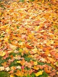 fall background 이미지 (119541832) - 게티이미지뱅크 fall background