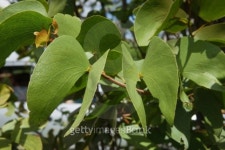 Mopane Tree 이미지 (152544876) - 게티이미지뱅크 Mopane Tree