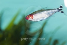 True Rummynose Tetra in Aquarium 이미지 (147058760) - 게티이미지뱅크 True Rummynose Tetra in Aquarium