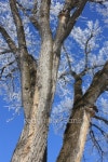 Frosty Frozen Tree 이미지 (97875142) - 게티이미지뱅크 Frosty Frozen Tree