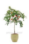 Tangerine Tree 이미지 (152158223) - 게티이미지뱅크 Tangerine Tree