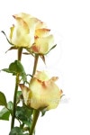 yellow roses isolated 이미지 (100939135) - 게티이미지뱅크 yellow roses isolated