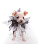 Puppy Wearing Neckscarf 1 이미지 (100938125) - 게티이미지뱅크 Puppy Wearing Neckscarf 1