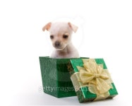 Puppy GIft: Small White Dog Inside a Green Box with Gold Bow  2 이미지 (100714833) - 게티이미지뱅크 Puppy GIft: Small White... 