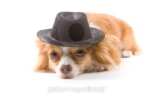 Puppy Dog Wearing a Black Top Hat 3 이미지 (100739537) - 게티이미지뱅크 Puppy Dog Wearing a Black Top Hat 3