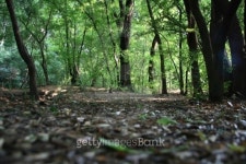 Deep forest floor 이미지 (176838718) - 게티이미지뱅크 Deep forest floor