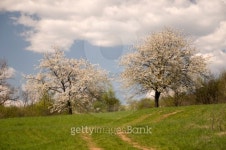Country road with cherry trees in blossom 이미지 (134573182) - 게티이미지뱅크 Country road with cherry trees in blossom