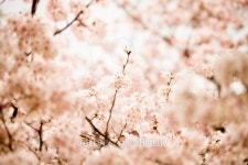 sakura 이미지 (147704173) - 게티이미지뱅크 sakura