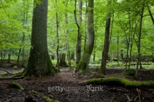 Late summer forest landscape of deciduous stand 이미지 (119404200) - 게티이미지뱅크 Late summer forest landscape of deciduous... 