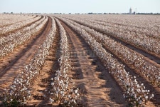 Cotton Crop Rows 이미지 (183316374) - 게티이미지뱅크 Cotton Crop Rows