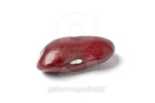 One whole single Red kidney bean on white background 이미지... One whole single Red kidney bean on white background