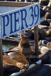 PIER 39 & Sealions in San Francisco 이미지 (98201704) - 게티이미지뱅크 PIER 39 & Sealions in San Francisco