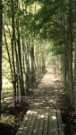Shady path lined with young trees 이미지 (97866493) - 게티이미지뱅크 Shady path lined with young trees