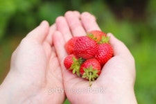 strawberry 이미지 (153558246) - 게티이미지뱅크 strawberry