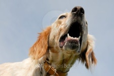 english setter 이미지 (120614002) - 게티이미지뱅크 english setter