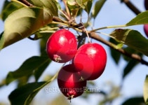 Apples at the orchard 이미지 (125793395) - 게티이미지뱅크 Apples at the orchard