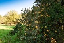 apple tree 이미지 (120676178) - 게티이미지뱅크 apple tree