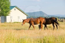Two Brown Horses Grazing in the Field 이미지 (134474748) - 게티이미지뱅크 Two Brown Horses Grazing in the Field