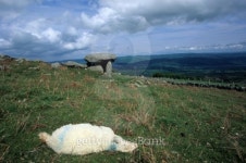 sheep cadaver 이미지 (113510495) - 게티이미지뱅크 sheep cadaver