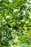 Lemons on tree 이미지 (160057689) - 게티이미지뱅크 Lemons on tree