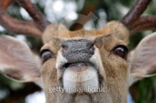Friendly deer in Nara 이미지 (136145785) - 게티이미지뱅크 Friendly deer in Nara