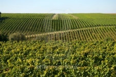 vineyards in central germany 이미지 (153531560) - 게티이미지뱅크 vineyards in central germany