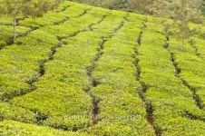 Tea Plantation 이미지 (127059944) - 게티이미지뱅크 Tea Plantation
