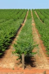 grape vines 이미지 (126874450) - 게티이미지뱅크 grape vines