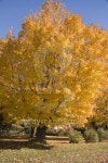 Tree 이미지 (128411472) - 게티이미지뱅크 Tree