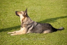 dog 이미지 (126951881) - 게티이미지뱅크 dog