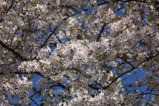 Spring 이미지 (127037187) - 게티이미지뱅크 Spring