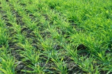 Small green plants on an agricultural filed 이미지 (127010074) - 게티이미지뱅크 Small green plants on an agricultural filed
