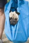 Pug in bag 이미지 (126854325) - 게티이미지뱅크 Pug in bag