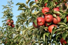 apple 이미지 (126423348) - 게티이미지뱅크 apple