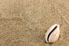 sand and sea shell 이미지 (126990671) - 게티이미지뱅크 sand and sea shell