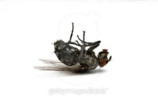 Dead Fly 이미지 (153573270) - 게티이미지뱅크 Dead Fly