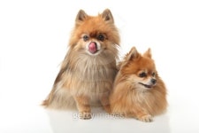 Two Pomeranian 이미지 (114260686) - 게티이미지뱅크 Two Pomeranian