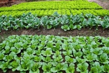 Vegetables 이미지 (154060753) - 게티이미지뱅크 Vegetables