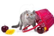 British blue kitten with pink basket on isolated white 이미지 (134183432) - 게티이미지뱅크 British blue kitten with pink... 