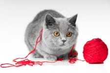 British blue kitten playing with red ball of threads 이미지 (134184276) - 게티이미지뱅크 British blue kitten playing with red... 
