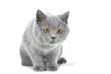 British blue kitten on isolated white 이미지 (134386666) - 게티이미지뱅크 British blue kitten on isolated white