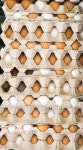 Fresh eggs 이미지 (134579466) - 게티이미지뱅크 Fresh eggs