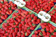 Strawberries in boxes. 이미지 (120728988) - 게티이미지뱅크 Strawberries in boxes.