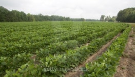 growing field 이미지 (176959309) - 게티이미지뱅크 growing field