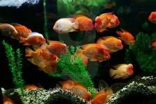 Aquarium life 이미지 (126103499) - 게티이미지뱅크 Aquarium life