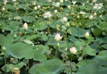 Lotus flowers blossom 이미지 (176862527) - 게티이미지뱅크 Lotus flowers blossom