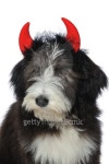 Close-up of a puppy with red devils horns 이미지 (136185855) - 게티이미지뱅크 Close-up of a puppy with red devils horns